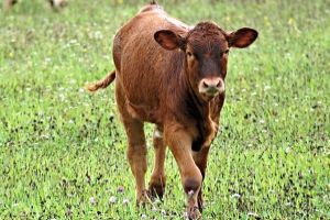 MitoGen innovative genetic technology for livestock: Bovine/Cows