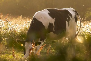 MitoGen innovative genetic technology for livestock: Bovine/Cows