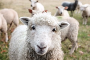 MitoGen innovative genetic technology for livestock: Ovine/Sheep