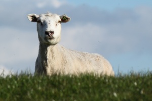 MitoGen innovative genetic technology for livestock: Ovine/Sheep