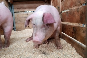 MitoGen innovative genetic technology for livestock: Porcine/Pigs