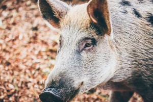 MitoGen innovative genetic technology for livestock: Porcine/Pigs